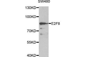 Western blot analysis of extracts of SW480 cell line, using E2F8 antibody.