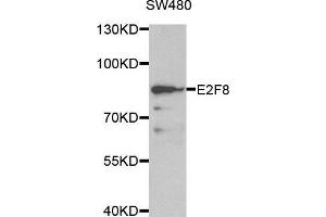 Western blot analysis of extracts of SW480 cell line, using E2F8 antibody. (E2F8 anticorps  (AA 1-240))