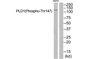 Western blot analysis of extracts from HepG2 cells using PLD1 (Phospho-Thr147) Antibody.