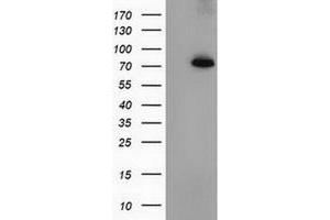 Image no. 1 for anti-Peptidylprolyl Isomerase Domain and WD Repeat Containing 1 (PPWD1) antibody (ABIN1500396)