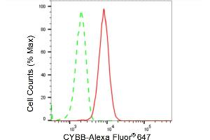 Flow cytometric analysis of CYBB expression in HT- cells using CYBB antibody (ABIN7798242), 1:2,000). (Recombinant CYBB anticorps)