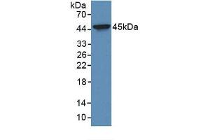 Rabbit Capture antibody from the kit in WB with Positive Control: HepG2 whole cell lysate. (Cytokeratin 19 Kit ELISA)