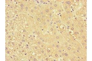 Immunohistochemistry of paraffin-embedded human liver tissue using ABIN7157503 at dilution of 1:100