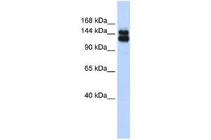 Western Blotting (WB) image for anti-Tripartite Motif Containing 33 (TRIM33) antibody (ABIN2458369) (TRIM33 anticorps)