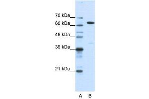 WB Suggested Anti-NXF1  Antibody Titration: 1. (NXF1 anticorps  (N-Term))