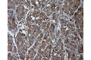 Immunohistochemical staining of paraffin-embedded pancreas tissue using anti-NME4 mouse monoclonal antibody. (NME4 anticorps)