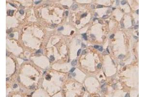 Immunohistochemical staining of formalin-fixed paraffin-embedded rat kidney tissue with PLXNB1 polyclonal antibody  at 1 : 100 dilution. (PLXNB1 anticorps  (N-Term))