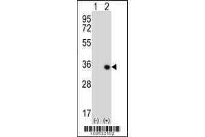 Western blot analysis of STK16 using rabbit polyclonal STK16 Antibody (M272) using 293 cell lysates (2 ug/lane) either nontransfected (Lane 1) or transiently transfected (Lane 2) with the STK16 gene.