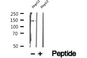 Western blot analysis of extracts of HepG2 cells, using DHX38 antibody. (DHX38 anticorps  (C-Term))