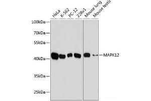 Western blot analysis of extracts of various cell lines using MAPK12 Polyclonal Antibody at dilution of 1:10000. (MAPK12 anticorps)