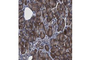 ABIN6266695 at 1/100 staining human pancreas tissue sections by IHC-P.