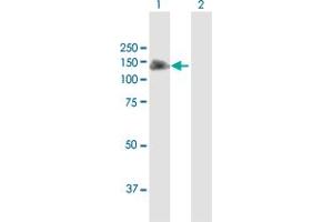 Western Blot analysis of NLRP2 expression in transfected 293T cell line by NLRP2 MaxPab polyclonal antibody.
