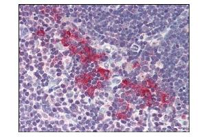 Image no. 1 for anti-Deoxyribonuclease II, Lysosomal (DNASE2) (AA 347-360) antibody (ABIN303255) (DNASE2 anticorps  (AA 347-360))