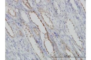 Immunoperoxidase of monoclonal antibody to CAPNS1 on formalin-fixed paraffin-embedded human kidney. (Calpain S1 anticorps  (AA 172-260))