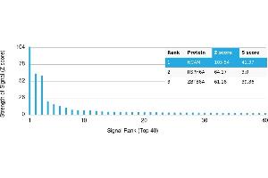 Protein Array (PAr) image for anti-Neural Cell Adhesion Molecule 1 (NCAM1) antibody (ABIN7456309)