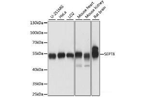 Western blot analysis of extracts of various cell lines using SEPT8 Polyclonal Antibody at dilution of 1:1000. (Septin 8 anticorps)