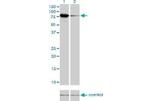 Western blot analysis of MFN2 over-expressed 293 cell line, cotransfected with MFN2 Validated Chimera RNAi (Lane 2) or non-transfected control (Lane 1). (MFN2 anticorps  (AA 661-757))