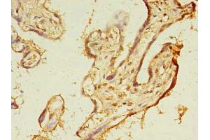 Immunohistochemistry of paraffin-embedded human placenta tissue using ABIN7173091 at dilution of 1:100