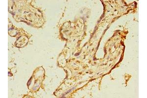 Immunohistochemistry of paraffin-embedded human placenta tissue using ABIN7173091 at dilution of 1:100 (TMEM165 anticorps  (AA 173-228))