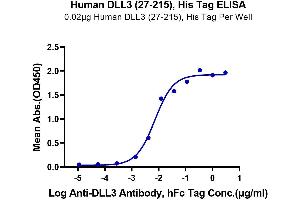 Immobilized Human DLL3 (27-215), His Tag at 0.