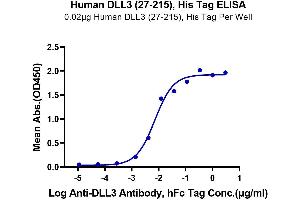 Immobilized Human DLL3 (27-215), His Tag at 0. (DLL3 Protein (AA 27-215) (His-DYKDDDDK Tag))