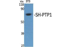 Western Blotting (WB) image for anti-Protein-tyrosine Phosphatase 1C (PTPN6) (Thr48) antibody (ABIN3186952) (SHP1 anticorps  (Thr48))