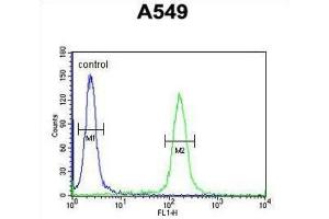 Flow Cytometry (FACS) image for anti-Kelch-Like 9 (KLHL9) antibody (ABIN3002256) (KLHL9 anticorps)