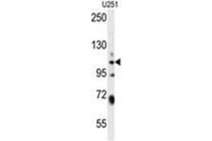 WWC3 Antibody (C-term) western blot analysis in U251 cell line lysates (35 µg/lane). (WWC3 anticorps  (C-Term))