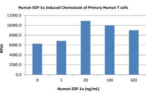 SDS-PAGE of Human Stromal Cell-Derived Factor-1 alpha (CXCL12) Recombinant Protein Bioactivity of Human Stromal Cell-Derived Factor-1 alpha (CXCL12). (CXCL12 Protéine)