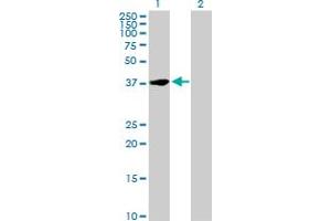Western Blot analysis of NFYC expression in transfected 293T cell line by NFYC MaxPab polyclonal antibody. (NFYC anticorps  (AA 1-335))