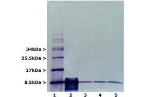 Western blot analysis of RPS27A using RPS27A monoclonal antibody, clone Ubi-1 . (RPS27A anticorps)