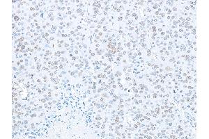 Immunohistochemistry (IHC) image for anti-Splicing Factor Proline/glutamine-Ric (SFPQ) (AA 225-275) antibody (ABIN7453761)