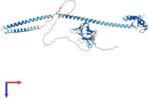 AlphaFold protein structure predicition of Mouse Recombinant Rnf8 Protein, UniprotID Q8VC56