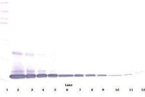 Image no. 6 for anti-Interleukin 1 alpha (IL1A) antibody (ABIN465499) (IL1A anticorps)