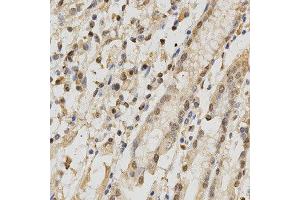 Immunohistochemistry of paraffin-embedded human stomach using RBFOX3 antibody at dilution of 1:200 (x400 lens). (NeuN anticorps)