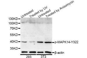 Western blot analysis of extracts of 293 and NIH/3T3 cells, using Phospho-MAPK14-Y322 antibody (ABIN5969909) at 1/1000 dilution. (MAPK14 anticorps  (pTyr322))