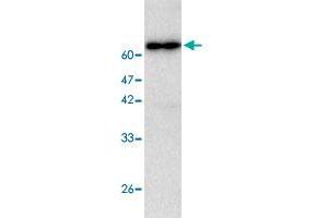 Western blot analysis in CTSC recombinant protein with CTSC monoclonal antibody, clone 97a6  at 1 : 1000 dilution. (CTSC anticorps)