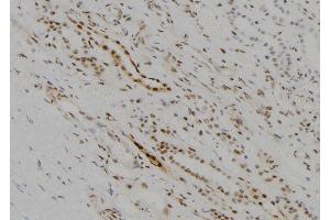 ABIN6273678 at 1/100 staining Human kidney tissue by IHC-P. (KDM5D anticorps  (C-Term))
