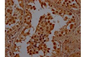 IHC image of ABIN7147833 diluted at 1:100 and staining in paraffin-embedded human testis tissue performed on a Leica BondTM system. (BHLHE23 anticorps  (AA 1-225))