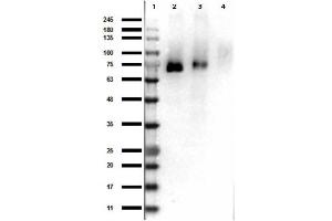 Western Blot Results of Rabbit Anti-RONpY1353 Antibody. (MST1R anticorps  (Internal Region, pTyr1353))