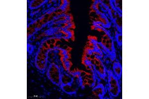 Immunofluorescence of paraffin embedded rat colon using CD13 (ABIN7072989) at dilution of 1: 1000