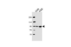 All lanes : Anti-SH3D20 Antibody (Center) at 1:2000 dilution Lane 1: A549 whole cell lysate Lane 2: K562 whole cell lysate Lysates/proteins at 20 μg per lane. (ARHGAP27 anticorps  (AA 198-226))