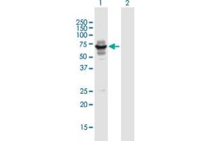 Western Blot analysis of LIN9 expression in transfected 293T cell line by LIN9 MaxPab polyclonal antibody.