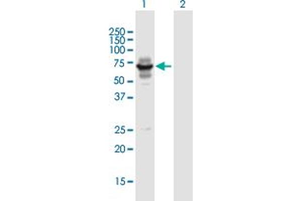 LIN9 antibody  (AA 1-558)