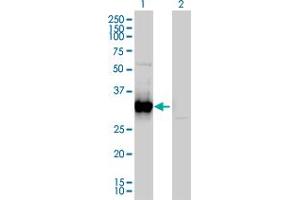 Western Blot analysis of FRG1 expression in transfected 293T cell line by FRG1 monoclonal antibody (M01), clone 4A5. (FRG1 anticorps  (AA 1-258))