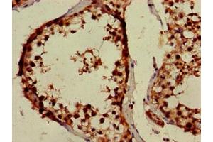 Immunohistochemistry of paraffin-embedded human testis tissue using ABIN7166589 at dilution of 1:100