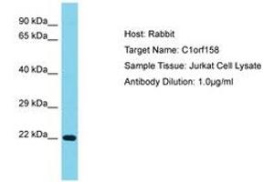 Image no. 1 for anti-Chromosome 1 Open Reading Frame 158 (C1ORF158) (AA 25-74) antibody (ABIN6750736) (C1ORF158 anticorps  (AA 25-74))