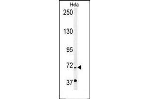Western blot analysis of RAD26L Antibody (N-term) in Hela cell line lysates (35ug/lane). (ERCC6L2 anticorps  (N-Term))