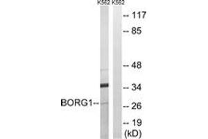 Western blot analysis of extracts from K562 cells, using BORG1 Antibody. (CDC42EP2 anticorps  (AA 10-59))