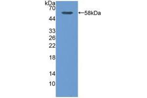 Figure. (Calpain S1 anticorps  (AA 1-268))